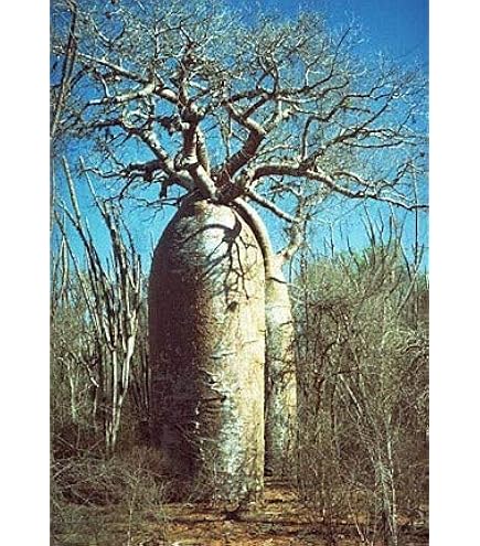 Amazon｜【種子】アダンソニア・ディギタータ 10粒 Adansonia digitata